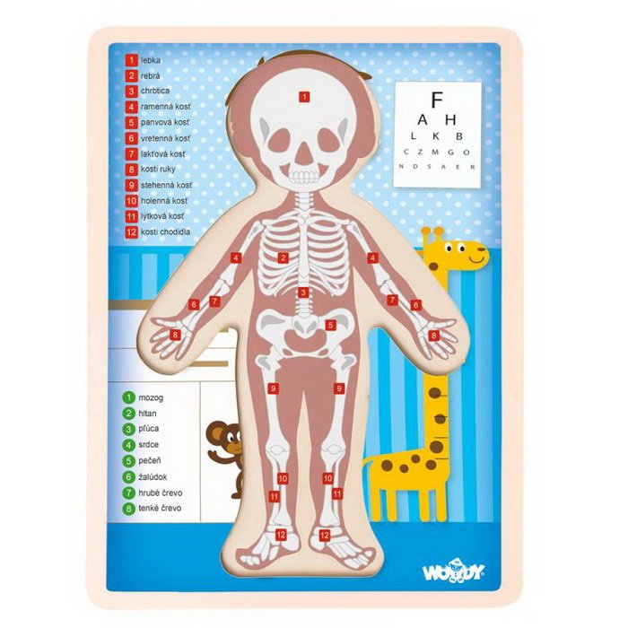 Woody Puzzle Ľudské telo Chlapec, 12 dielikov