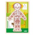 Woody Puzzle Ľudské telo Dievča, 12 dielikov