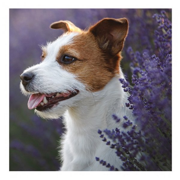 Grafix Diamantový obrázok Pes Jack Russell, 30x30 cm