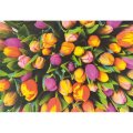 Piatnik Puzzle Tulipány, 1000 dielikov
