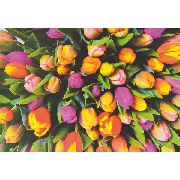 Piatnik Puzzle Tulipány, 1000 dielikov