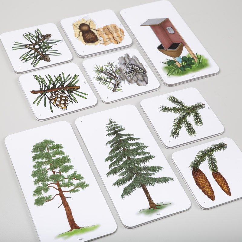 Magnetické obrázky Ihličnaté stromy, 18 kariet