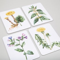 Magnetické obrázky Liečivé rastliny, 14 kariet