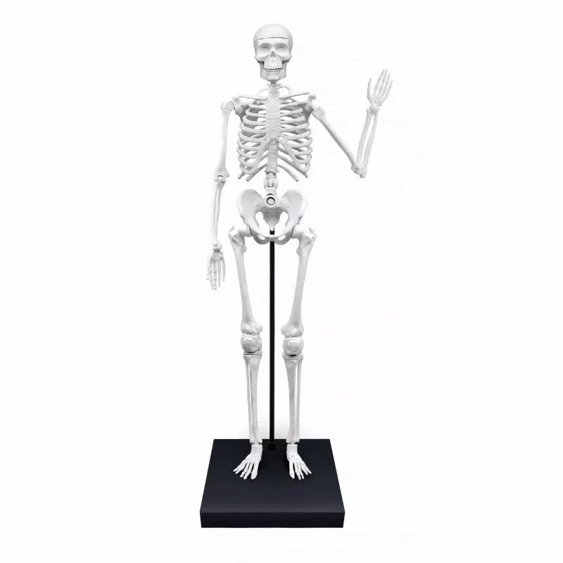 Buki Ľudská kostra, 85 cm