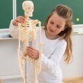 Betzold Model ľudskej kostry, 80 cm