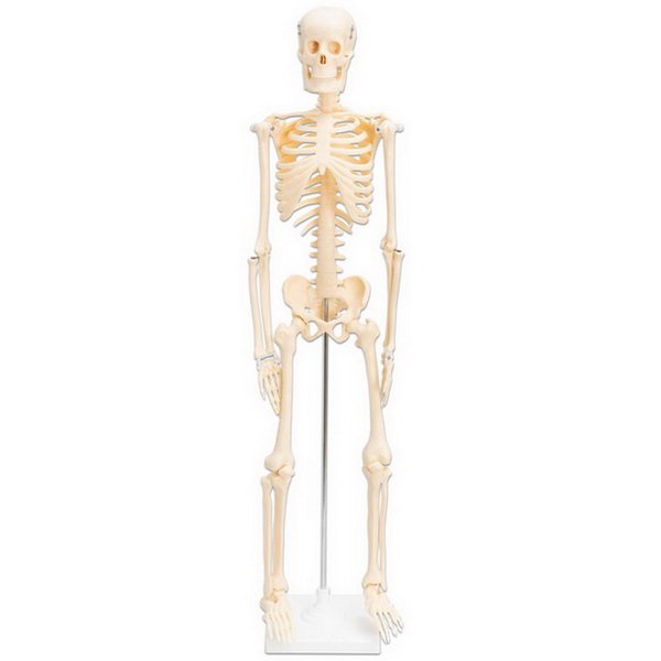 Betzold Model ľudskej kostry, 80 cm
