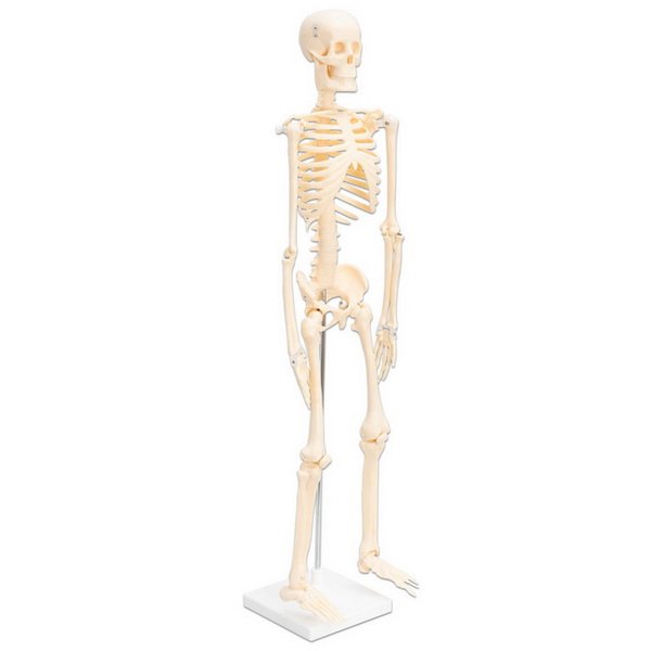 Betzold Model ľudskej kostry, 80 cm