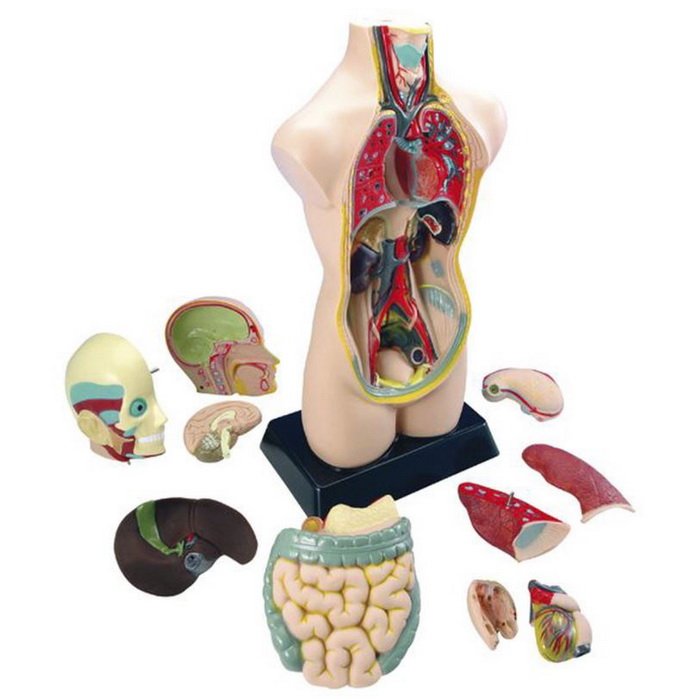 Eduplay Model Ľudského trupu, 50 cm