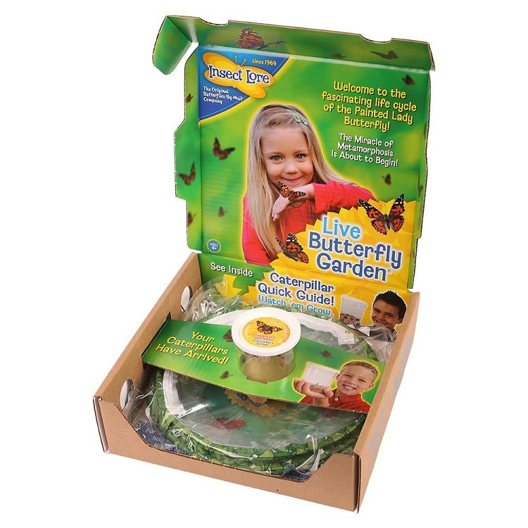 Insect Lore Motýlia záhradka 30 cm živá sada, 5 húseníc